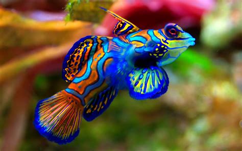fish photo|Fishes Wallpapers .
